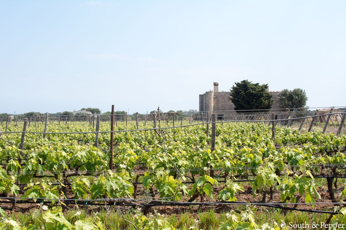 Wijngaarden in Puglia