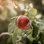Ga voor een appelexperience in Zuid-Tirol